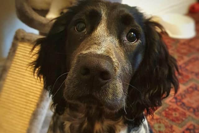 Archie - a Springer x Cocker crossbreed puppy had to be put down due to breeding complications