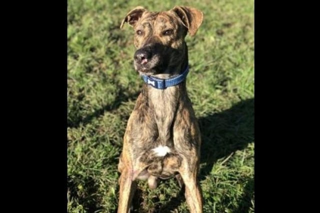 Breed: Lurcher.
Age: Approximately 1.
The RSPCA say: Major is a charming, energetic and intelligent dog. He has taken kennel life in his stride and enjoys spending time with everyone he meets. He is active by nature, and his favourite pastimes are running and doing zoomies around the field. He is a relaxed boy and always reacts positively to be being approached and spoken to. Major is looking for a home with children over the age of 16, and he could possibly live with a calm, compatible dog.