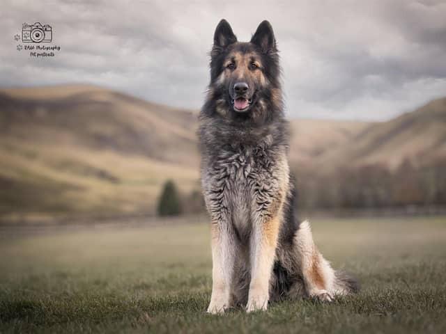 Breed: German Shepherd Dog (Alsatian)Sex: MaleAge: 1 year 9 months