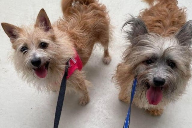 Coco and Trudy are eight-year-old terriers. They came into RSPCA care as they were living in a multi-dog household. They get a lot of confidence from one another so the RSPCA are looking to rehome them together.