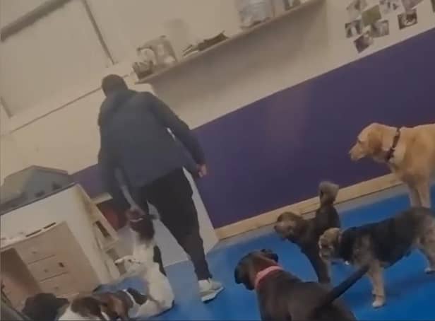 The footage appears to show a spaniel being dragged along the floor by its collar at Paws Playhouse in Leyland