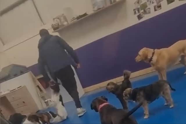 The footage appears to show a spaniel being dragged along the floor by its collar at Paws Playhouse in Leyland