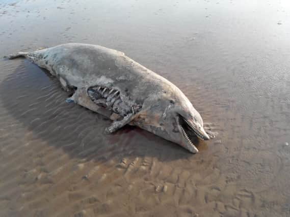 Dead dolphin on Knott End beach