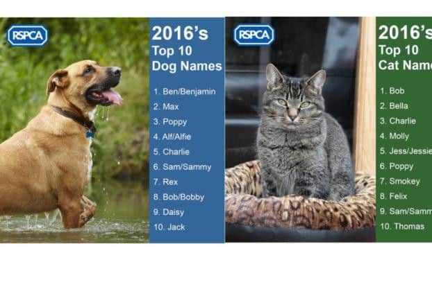 Top 10 cat and dog names