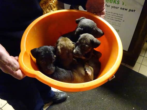 Puppies were left to freeze in a bucket