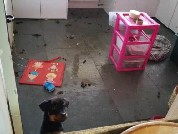 The 13 dogs are now in a safe and secure environment and their needs are being addressed
Pic: Preston Police