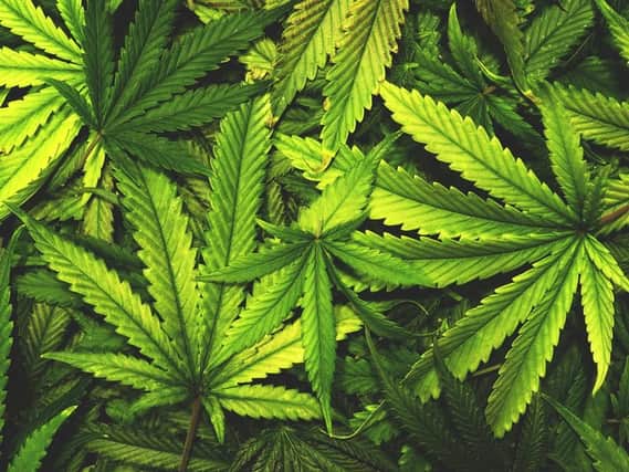 Medicinal use cannabis to be made legal - in Jersey