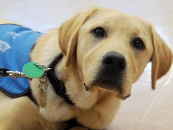 A guide dog was attacked