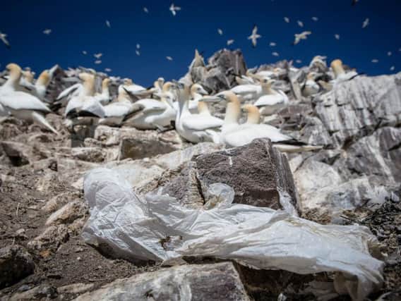 Plastic waste and gannets at Bass Rock in Scotland