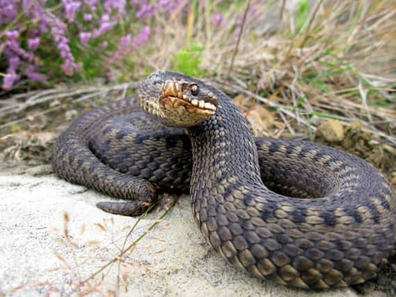 The most common consequences of poisonous adder bites are swelling and bruising