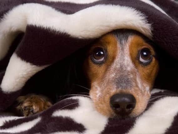 Does your pooch fine Bonfire Night stressful?