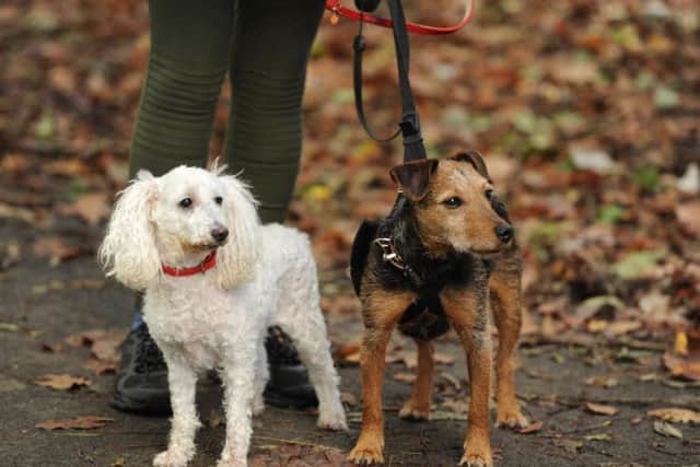 South Ribble Council's cabinet voted to ban people from walking more than four dogs per person on its parks at its last cabinet meeting.