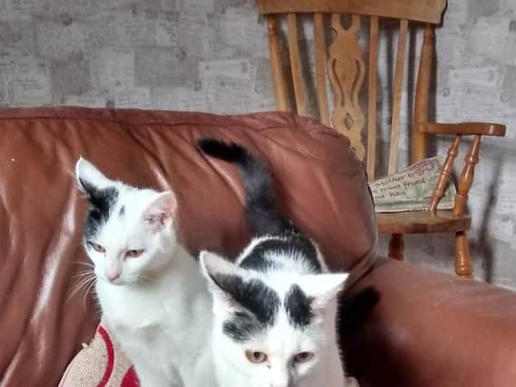 These two cats were rescued after being found in a cardboard box on Preston's Moor Park on Monday.
