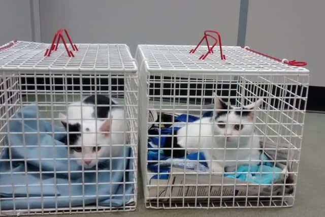 The cats are now being cared for by the RSPCA which is appealing for more information .