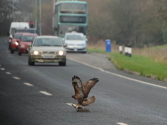The bird in Leyland
Photo: Neil Cross