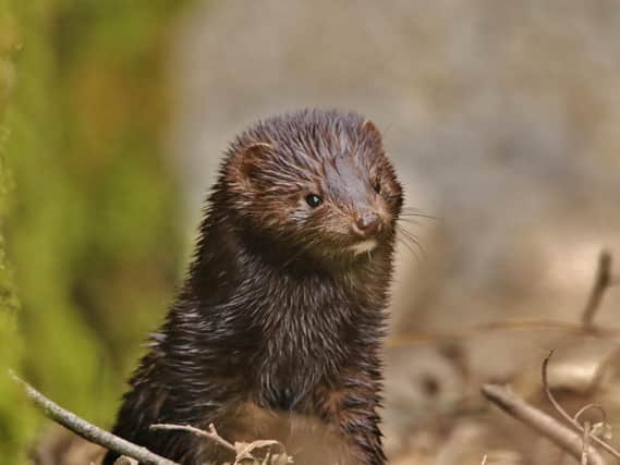 Picture: Mink by David Croasdale