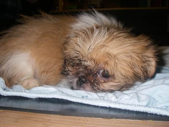 One of the puppies found at Ward's farm. Photo: RSPCA