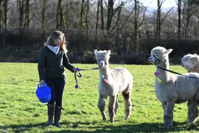 Josie Shahabeddin with her alpacas