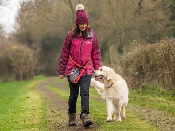 Bailey the golden retriever out for a walk with his owner. A new survey has shown north west dog owners walk on average more than 18 miles a week exercising their dogs.