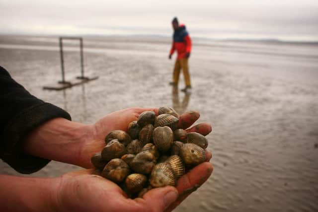 The vast sweep of Lancashire's Morecambe Bay offers seafood lovers plenty of rich pickings, including potted shrimps and cockles