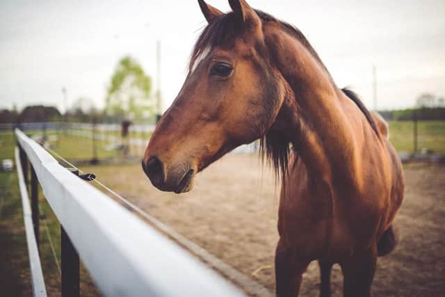 This yard comprises of both their own and clients horses. They are a small close knit yard with over 70 years of experience in horsemanship