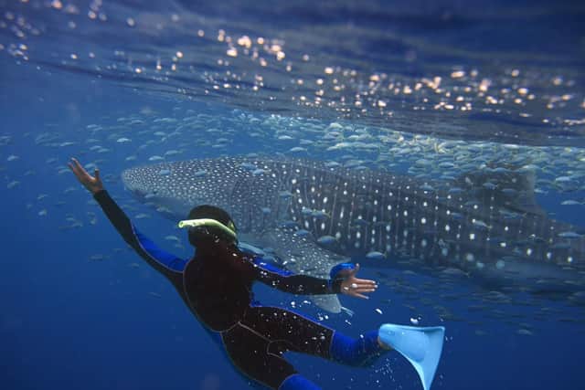 Swimming with whale sharks on Ningaloo Reef