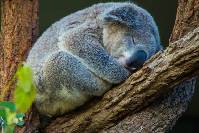 A koala in Australia