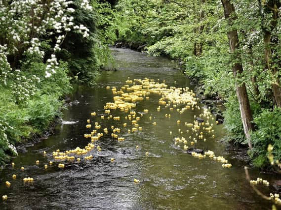 The Ducks make their way down the river