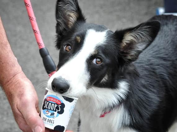 Molly the hound tucks into a doggy ice cream