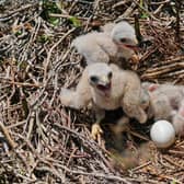 Some of the hen harrier chicks