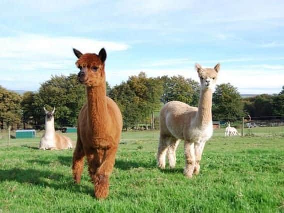 Alpacasare part of the Camelidae family, which includes llamas, guanacos and vicunas from South America.