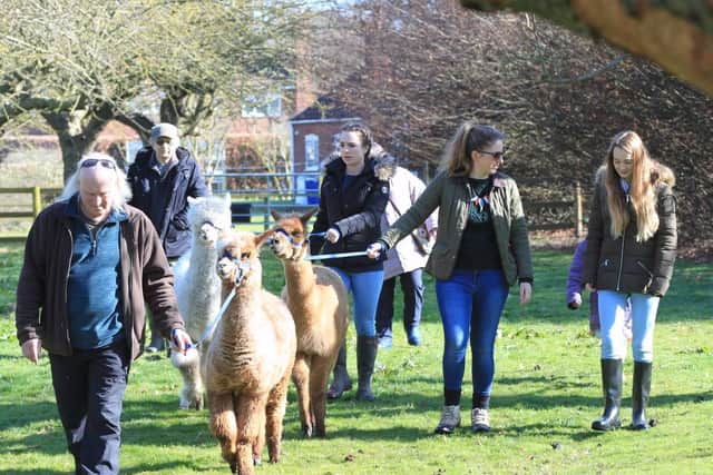Alpaca walking is a family activity growing in popularity