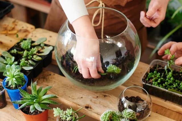 Learn how to make a terrarium in this beginners workshop