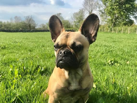 Lola, a five-month-old French Bulldog, was brought into Old Hall Vet practice in Appleby-in-Westmorland by her worried owners. She was increasingly losing weight and developed a persistent cough.