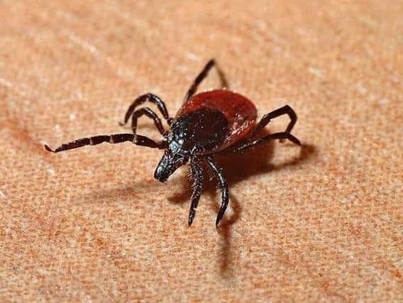 Lyme disease is spread through ticks