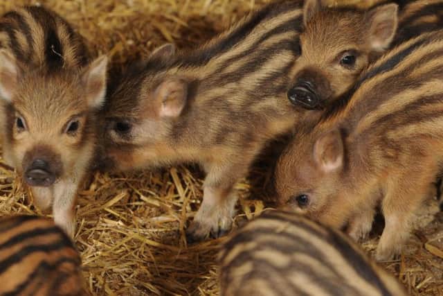 Bowland Wild Boar Park