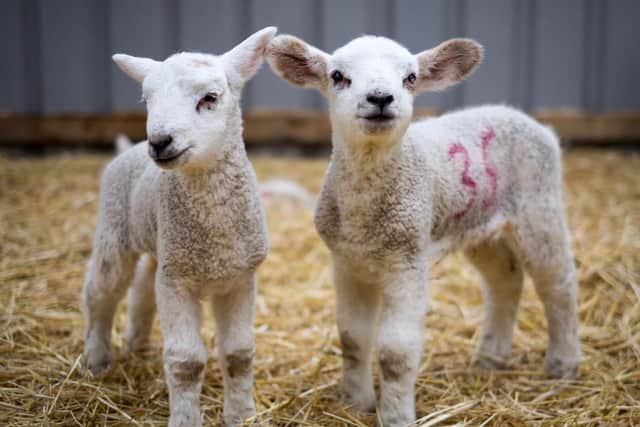 Mrs Dowson's holds annual lambing events