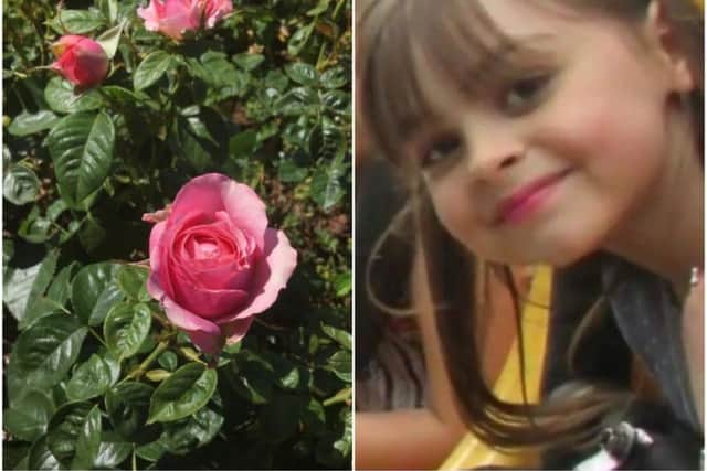 Saffie and her rose
