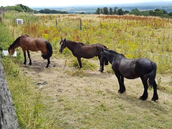 Fire crews helped out these thirsty horses. Photo: Lancashire Fire and Rescue