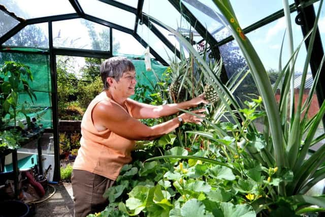 Dorothy tends her pineapple plants