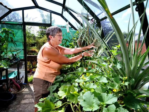 Dorothy tends her pineapple plants