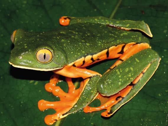 Sylvia's Tree Frog was named after the granddaughter of the man who discovered it