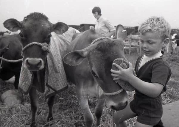 After three days of fine weather a big turnout was expected for the Longridge and Goosnargh Agricultural Show. Paul Conway, four, was having a little difficulty with his father's cow Daisy, from Rose Grove Farm, Catforth, as he prepared her for display