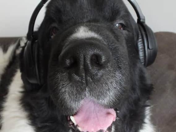 Monty Dogge, now a radio star