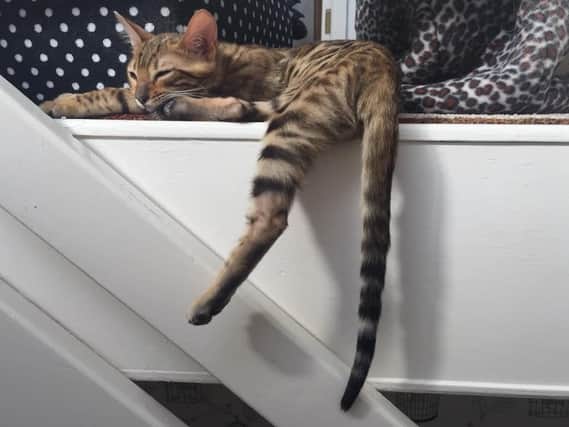 Benji the Bengal cat enjoys a snooze at the Lazy Cat Cafe