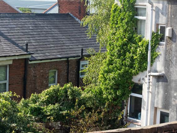 The ivy spreading out of control from an empty house in Wellfield Terrace, Preston