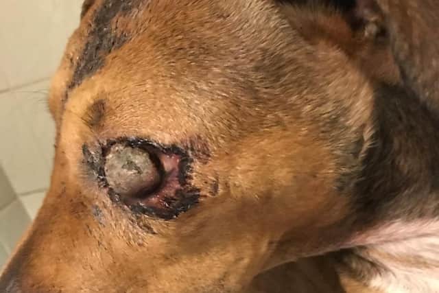 We believe this poor dog has been beaten with a screwdriver or a piece of wood with a nail hammered into it"