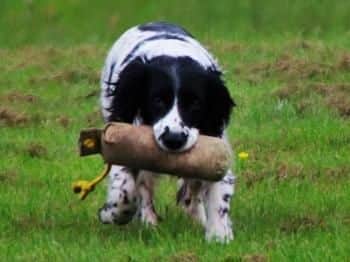 Working dogs are just one of the features of the Lancashire Game and Country Festival