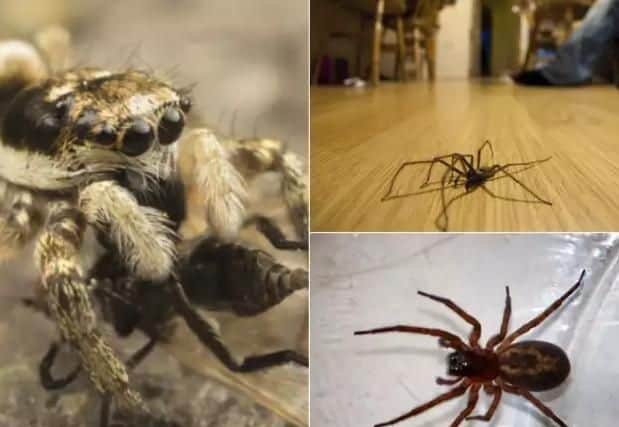 Some of the spiders found in Lancashire homes