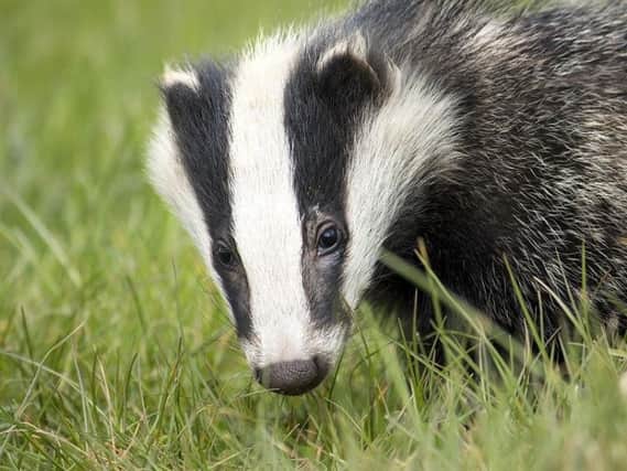 New wave of badger culling given go-ahead